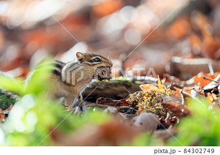 落ち葉を咥え冬支度を急ぐエゾシマリス 84302749