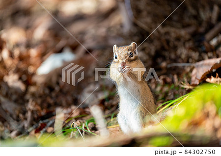 立って種子を食べるエゾシマリス 84302750