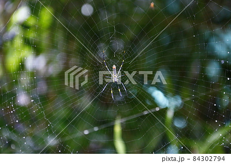 クモ 蜘蛛 スパイダー 84302794
