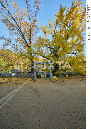 [香川県]岩部八幡神社のイチョウ 84302939
