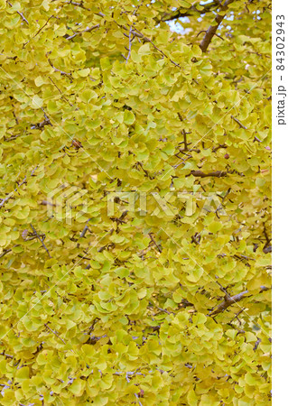 [香川県]岩部八幡神社のイチョウ 84302943