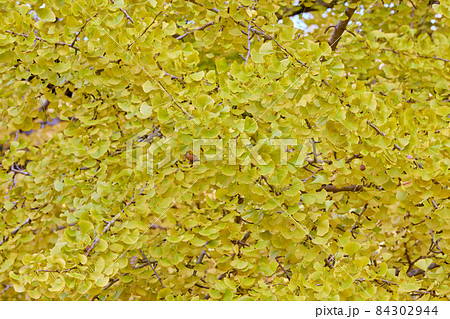 [香川県]岩部八幡神社のイチョウ 84302944