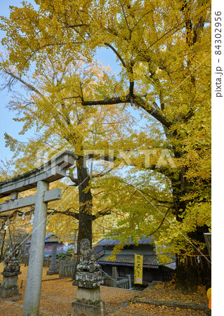 [香川県]岩部八幡神社のイチョウ 84302956