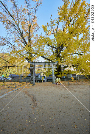 [香川県]岩部八幡神社のイチョウ 84302958