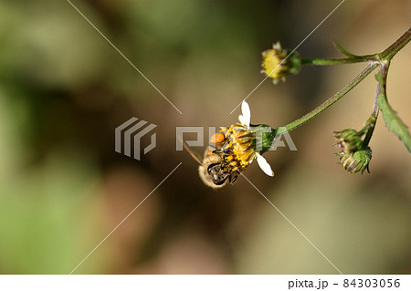 白い舌状化が特徴のシロノセンダングサは昆虫のお食事処 84303056