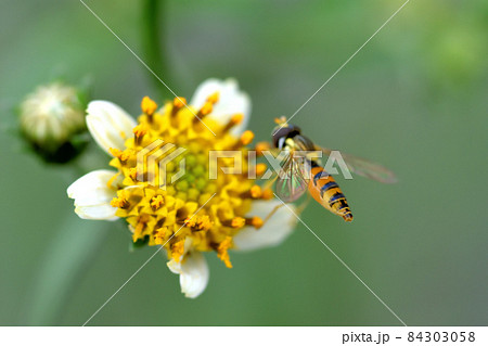 白い舌状化が特徴のシロノセンダングサは昆虫のお食事処 84303058