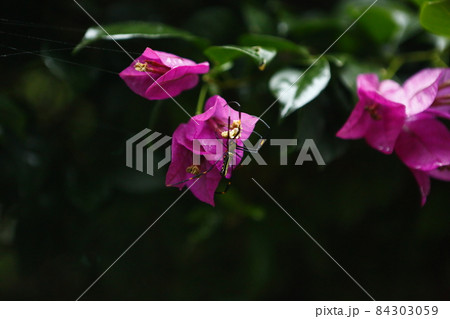 クモ 蜘蛛 スパイダー 84303059