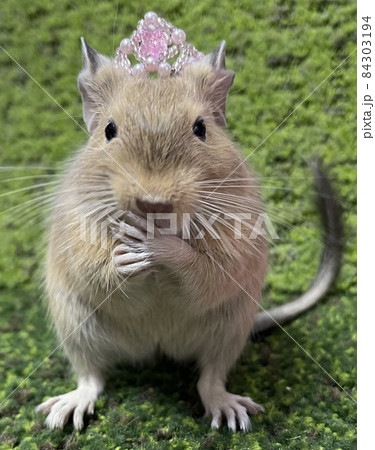 ティアラを被ったお姫様デグー 84303194