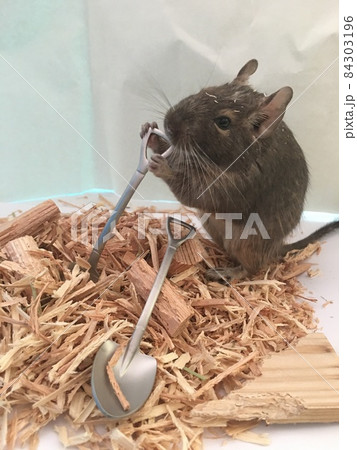 スコップ持って働くデグー 84303196