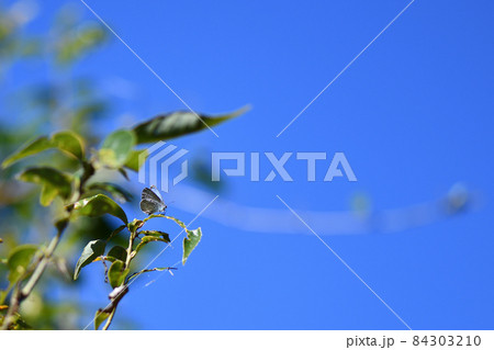 ヤクシマルリシジミ（屋久島瑠璃小灰蝶）の♂ 84303210