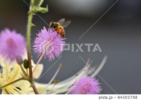 オジギソウの花はピンクでふわふわしていて、葉に触れるとお辞儀をするように葉を閉じて垂れる オジギソウの花はピンクでふわふわしていて、葉に触れるとお辞儀をするように葉を閉じて垂れる 84303798