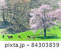 桜の大木とサラブレッド 84303839