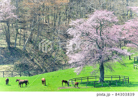 桜の大木とサラブレッド 84303839