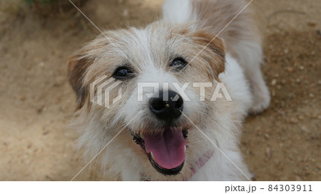 顔アップで笑うジャックラッセルテリア犬の写真素材