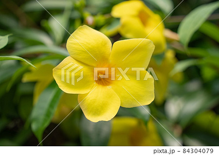 フラワーパーク鹿児島で撮影したアリアケカズラ 84304079