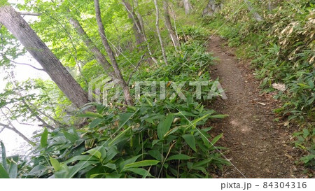 北海道弟子屈町の山林 北海道弟子屈町の山林 84304316