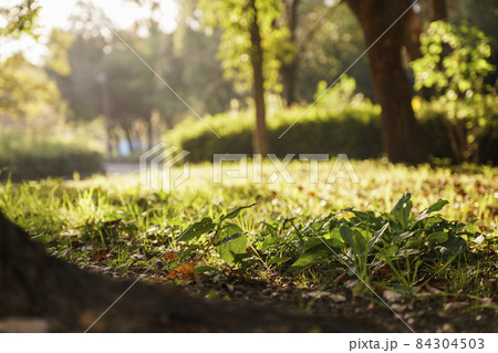 南港中央公園にて　光と影を意識した風景 84304503