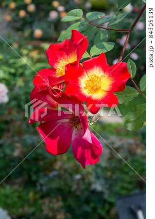 花 フラワー お花 84305139
