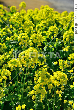 早春の花の美術館に咲いた菜の花の写真素材