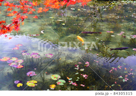 晩秋の板取の名もなき池・通称モネの池 84305315