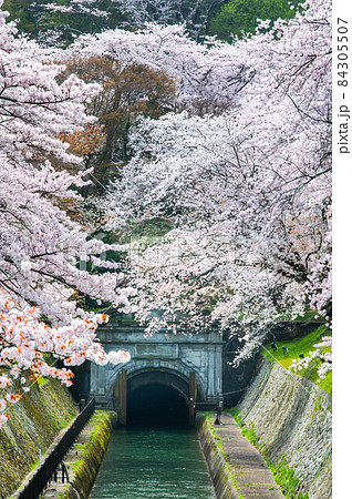 滋賀県大津市 琵琶湖疎水　∼ 第1トンネル東口の満開の桜 ∼  84305507