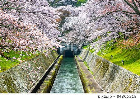 滋賀県大津市 琵琶湖疎水　∼ 第1トンネル東口の満開の桜 ∼  84305518