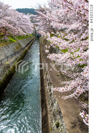 滋賀県大津市 琵琶湖疎水　∼ 第1トンネル東口の満開の桜 ∼  84305519