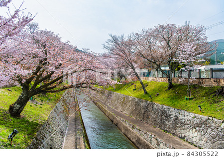 滋賀県大津市 琵琶湖疎水　∼ 第1トンネル東口の満開の桜 ∼  84305522