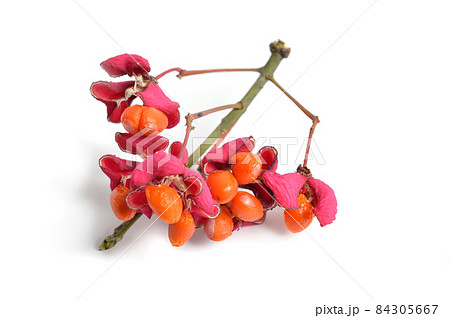Euonymus europaeus. Close-up of a fruit. Isolated Euonymus europaeus. Close-up of a fruit. Isolated 84305667