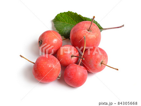 Malus baccata known by the common names Siberian crab apple, Siberian crab, Manchurian crab apple 84305668