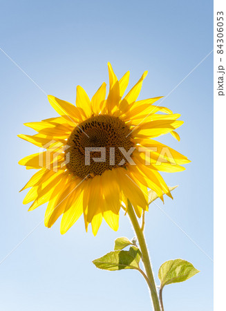 Summer sunflower closeup shot.Nature backdrop. Summer sunflower closeup shot.Nature backdrop. 84306053