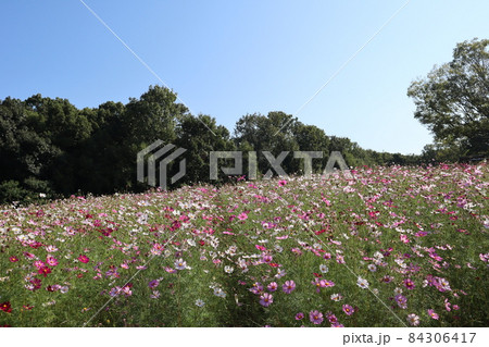 色々な色の花の秋桜畑とまあるい樹と緑の樹々の森と白む空と青空のある風景 色々な色の花の秋桜畑とまあるい樹と緑の樹々の森と白む空と青空のある風景 84306417