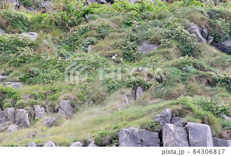 The atlantic puffin lives on the ocean and comes for nesting and breeding to the shore 84306817