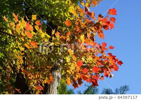 11月 町田362トウカエデの紅葉・薬師池公園 11月 町田362トウカエデの紅葉・薬師池公園 84307117