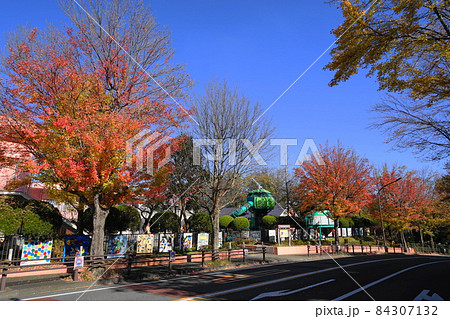 11月　多摩504トウカエデの紅葉と東京大谷幼稚園･愛宕一丁目 84307132