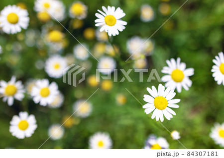 Beautiful blooming medical roman Chamomile flowers Field  84307181