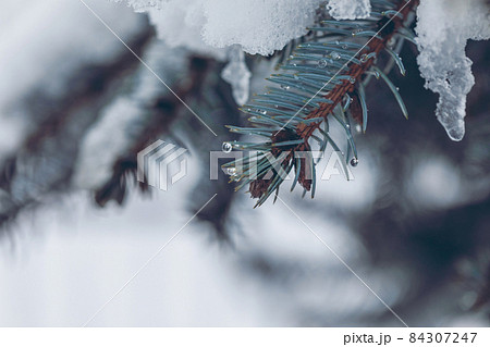 closeup of snowed fir branches with light copy space 84307247