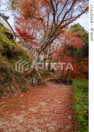 天空の城　備中松山城の石垣と紅葉 84307417
