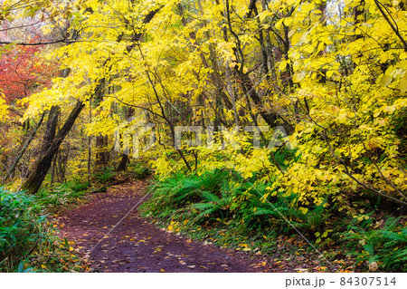爽やかな空気感が素晴らしい、秋の福島・裏磐梯・五色沼周辺のハイキングコース 84307514