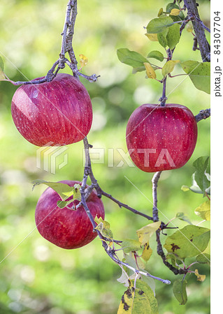 3個の枝付きリンゴ 3個の枝付きリンゴ 84307704