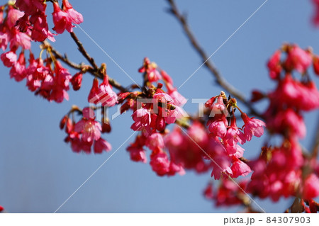 桜 さくら サクラ 84307903