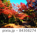 紅葉の小径 84308274
