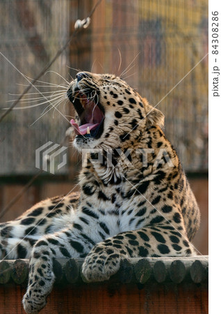 Spotted African leopard, wild and big pussy in the zoo. 84308286