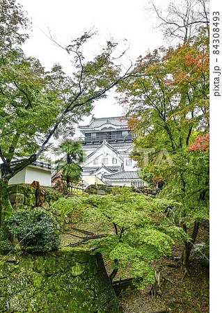 東側から望む岡崎城(11月初旬愛知県) 東側から望む岡崎城(11月初旬愛知県) 84308493