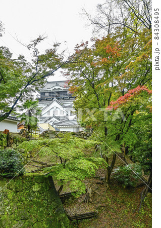 東側から望む岡崎城(11月初旬愛知県) 東側から望む岡崎城(11月初旬愛知県) 84308495