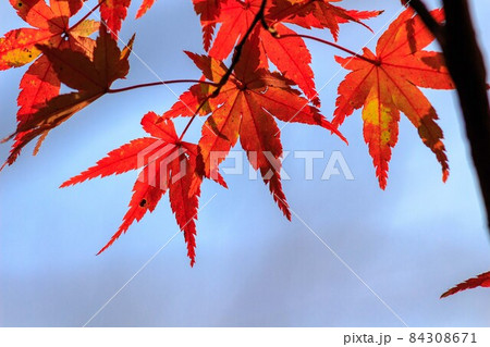 紅葉 紅葉 84308671