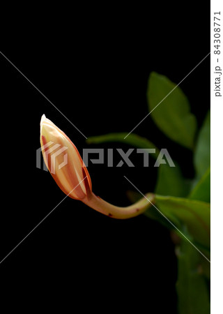 姫月下美人の蕾01 84308771