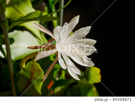 姫月下美人03 84308871