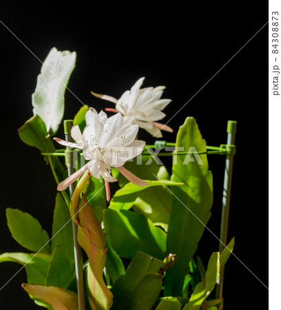 姫月下美人05 84308873