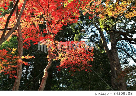 秋の金剛輪寺散策・61（滋賀県愛知郡；湖東三山） 84309508